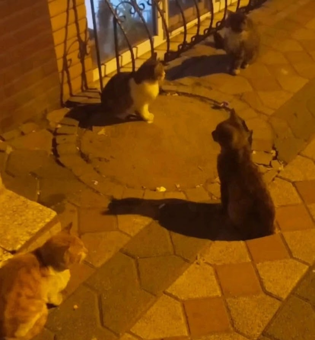 Three cats are gathered around a circular pattern drawn in dirt or sand on a tiled outdoor patio at night.