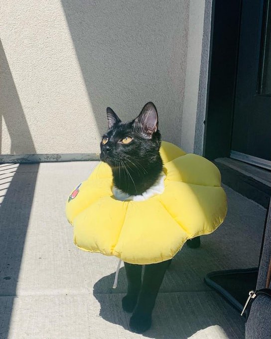A black cat wearing a yellow inflatable flower/floral collar standing on a concrete patio in the sunlight.