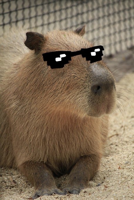 A capybara with pixelated 'deal with it' sunglasses edited onto its face, looking unimpressed on sandy ground.