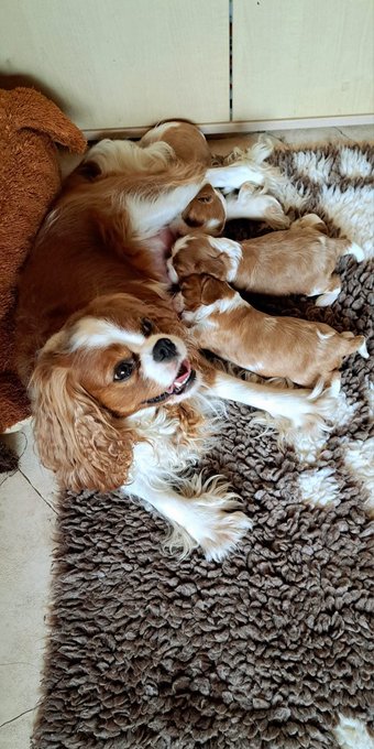 The image features a brown and white dog laying down on a rug next to a baby dog, with its mother nursing her puppies nearby. The scene takes place indoors, possibly near a doorway or a corner of a room. The background appears to be a wall or a door frame, providing context for the setting.