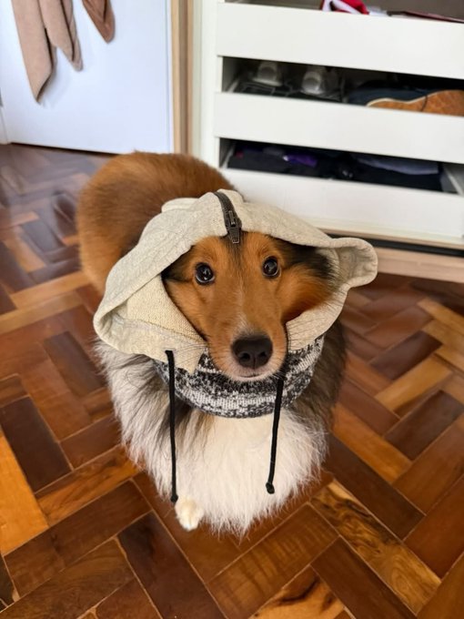 The image features a brown dog wearing a hoodie, sitting on a wooden floor with its head tilted down. The dog appears to be looking at something or someone off-camera. There are several pairs of shoes scattered around the room, indicating that this might be a casual living space where people often spend time.