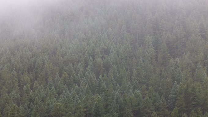 A misty forest landscape showing the tops of evergreen pine trees fading into foggy white background.