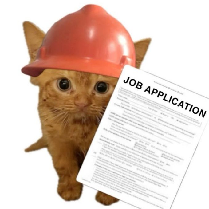 An orange tabby cat wearing a small red hard hat next to a 'JOB APPLICATION' form with blurred text.