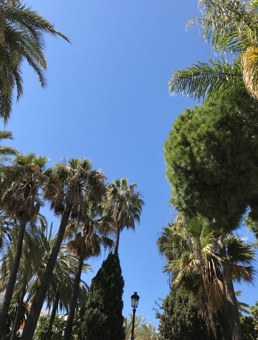 Palm trees rise against a bright blue sky in a sunlit Mediterranean park scene, with a lamppost peeking through the lush greenery. The tranquil, rooted setting visually echoes the post's message of stability and staying power, framing "$UFD" as a fixture that isn't going anywhere.
