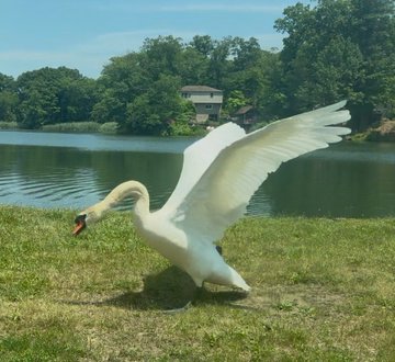 A majestic white swan with outstretched wings stands on grass beside a serene lake, embodying the graceful spirit of "Rafka the Sweet Swan," the character announced by @jeremyknowsVF as part of the @veefriends community celebrating growth and positive transformation.