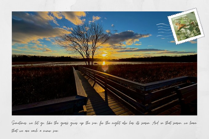 A postcard-style image of a sunset over a wetland with a wooden boardwalk, featuring handwritten text about letting go like geese, and a 'FORESTA USA' stamp in the corner.