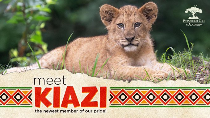 A young lion cub named Kiazi rests in the grass, with promotional text reading "meet KIAZI - the newest member of our pride!" displayed alongside the Pittsburgh Zoo & Aquarium logo. The image connects to the post by introducing Kiazi as the inspiration for a new lion-themed crypto token ($Kiazi) replacing the hippo meta.