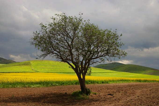 A solitary tree stands in a tilled field, with rolling green hills and a vibrant yellow rapeseed field stretching beneath a dramatic cloudy sky—capturing the colorful, layered landscape that gives the Tezos art piece "Plain of Colors" its name.