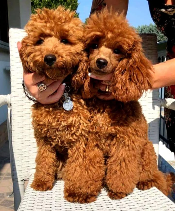 Two fluffy brown toy poodles being held by a person's hands, with collars and ID tags visible, sitting outdoors on a white wicker chair.