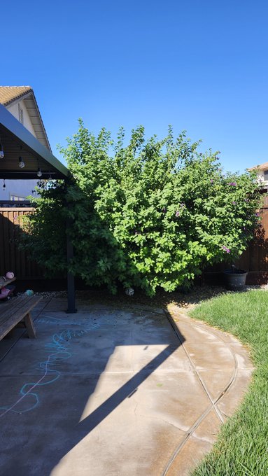 A backyard patio area shows a large, overgrown bush taking up most of the yard, with a covered porch, concrete patio, and garden hose visible nearby. Despite the post mentioning trimming "a little off the top," the bush appears completely untouched and wildly overgrown, suggesting the joke is that no actual trimming was done.
