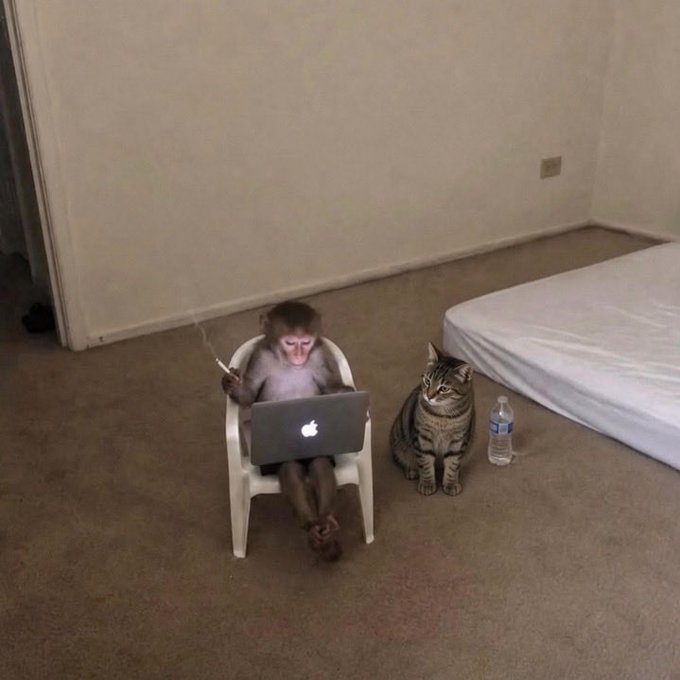 A small monkey sits in a child's chair using a MacBook laptop while holding a cigarette, with a tabby cat sitting beside it next to a water bottle on a carpeted floor. The image humorously mocks the post's boastful claims about wealth and generosity, suggesting the writer's grand financial gestures are as absurd as a monkey pretending to work on a computer.