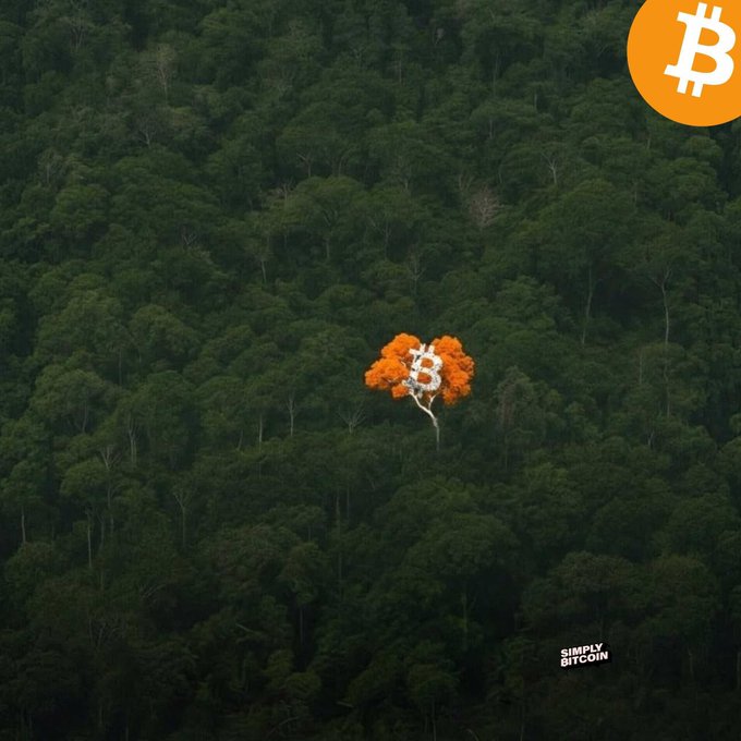 An aerial view of a dense green forest with a single tree featuring orange leaves and a white Bitcoin symbol overlaid on its canopy; a Bitcoin logo appears in the top right corner and 'SIMPLY BITCOIN' text in the bottom right.