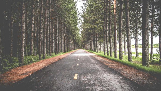 A scenic view of an empty paved road stretching into the distance, flanked by tall pine trees on both sides under an overcast sky.