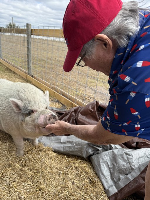 A man wearing a red cap, glasses, and a blue shirt with popsicle prints gently pets a white miniature pig (Waddles) at what appears to be a farm sanctuary.