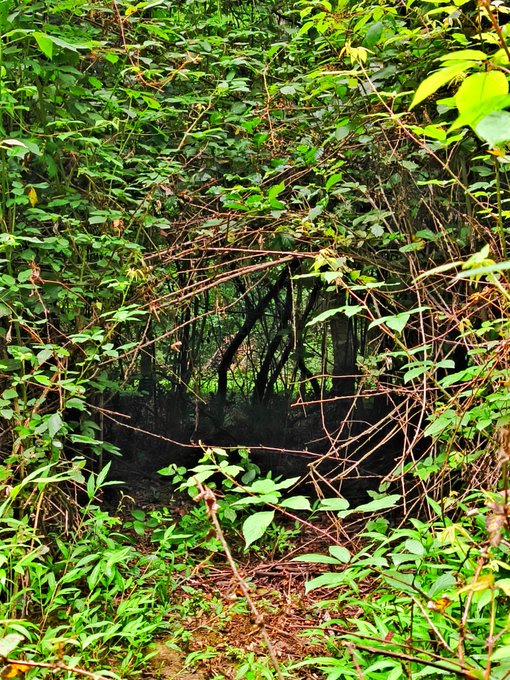 A photograph of dense green foliage and tangled branches forming a natural archway, possibly leading into a cave or forested area.