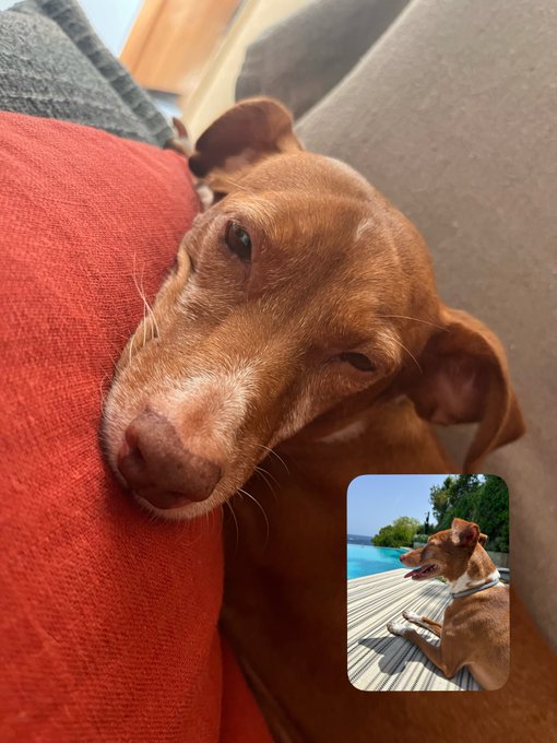 A brown dog with floppy ears rests its head against a red cushion, while an inset photo shows the same dog lying on a wooden deck near turquoise water.