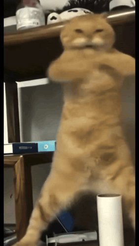 The image features a cat standing upright with its front paws raised high above its head, giving an impression of dancing or performing some sort of acrobatic feat. The cat's body language suggests that it might be feeling playful or energetic at the moment captured in the photo.