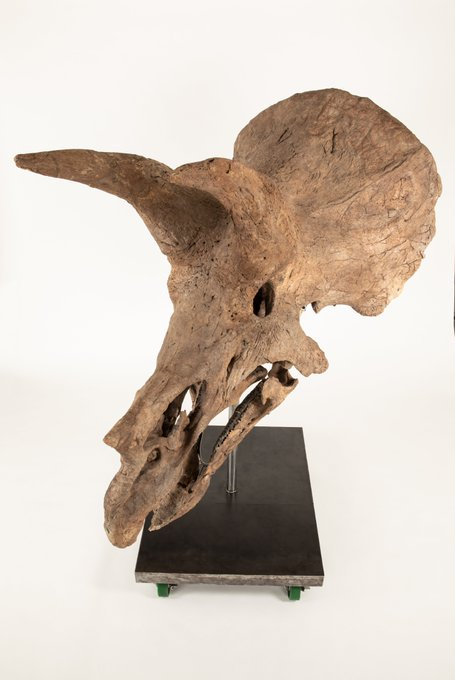 A weathered animal skull with large, flared bony protrusions on either side is mounted on a dark square display base with small green feet.
