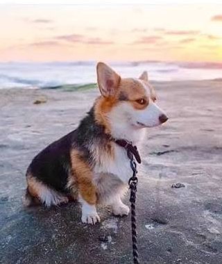 A tri-color Pembroke Welsh Corgi sits on a paved surface at sunset near the beach, attached to a leash.
