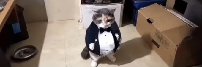 A humorous photo of a grumpy-looking cat wearing a tuxedo costume with a bow tie, sitting on a tiled floor near cardboard boxes and a pet bowl.
