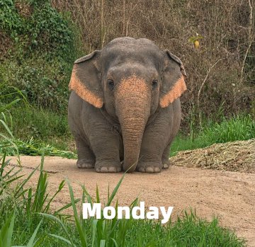 The image features a large elephant standing on a dirt road surrounded by lush green grass, with its trunk extended towards the ground. In the background, there are trees that add to the natural setting of the scene. The text "Happy Friday!!!! Let' s gooo" is written in white at the bottom right corner of the image.