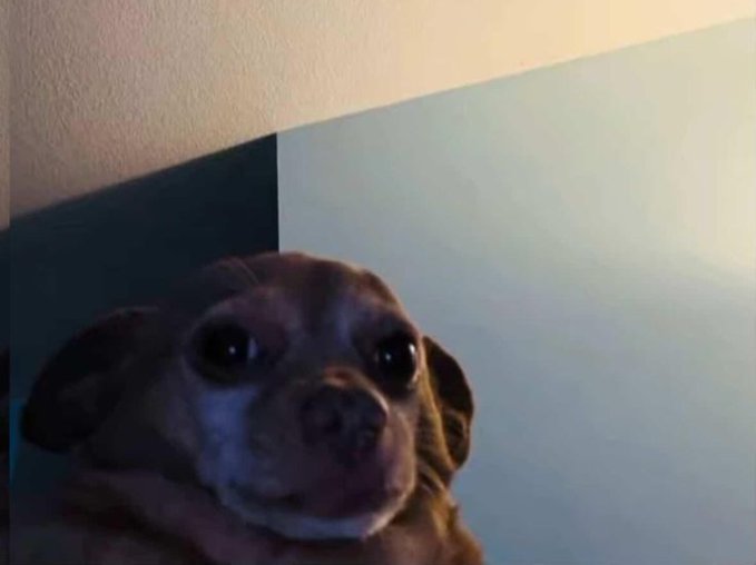 A close-up photo of a brown and white dog looking up with wide eyes in a dimly lit room.