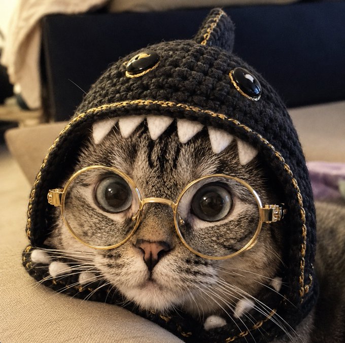 A tabby cat wearing round gold-rimmed glasses and a dark crocheted shark/dinosaur hood with white felt teeth stares directly at the camera.