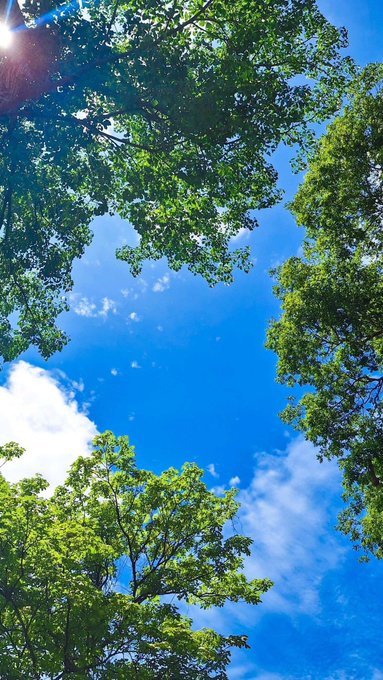 The image shows a view of trees with green leaves against a blue sky, creating an impression that the sun is shining through them. The photo appears to be taken from below looking up at the tree tops, giving a sense of being high above the ground. The caption on the image reads "gm good morning @NomismaNetwork @quipnetwork @TheARCTERMINAL @sleepagotchi @useTria".