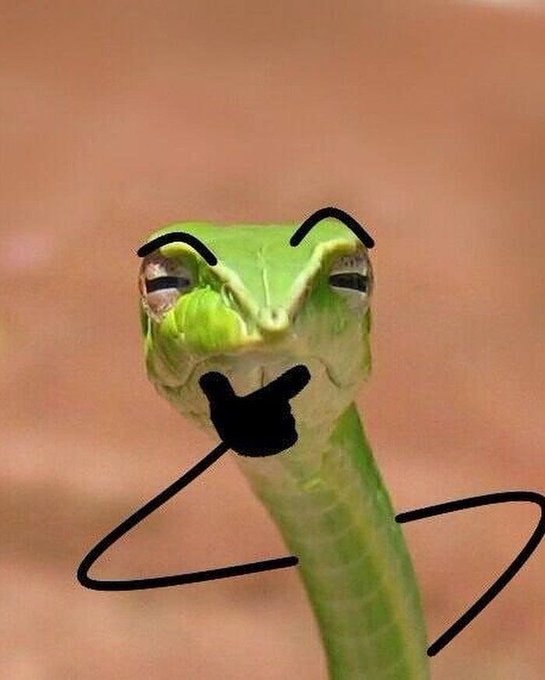 A photo of a green snake with a drawn-on black mustache, eyebrows, and curly mustache, giving it a comedic facial expression.