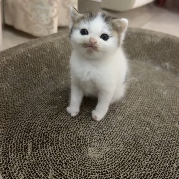 A small white and calico kitten sitting on a burlap-textured couch, looking up with large round eyes.
