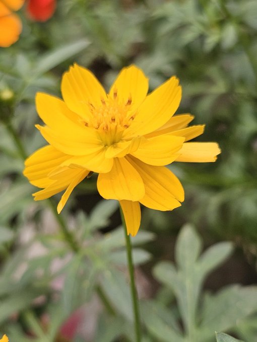 Close-up photograph of a bright yellow flower with multiple layered petals and an orange center, set against a blurred green garden background.