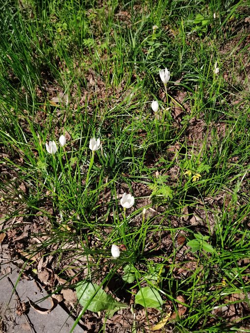 Small white crocus-like flowers bloom among green grass and dried brown leaves on a forest floor.