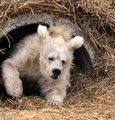 A small brown bear cub peeks out from a dark cave entrance onto a dirt surface.