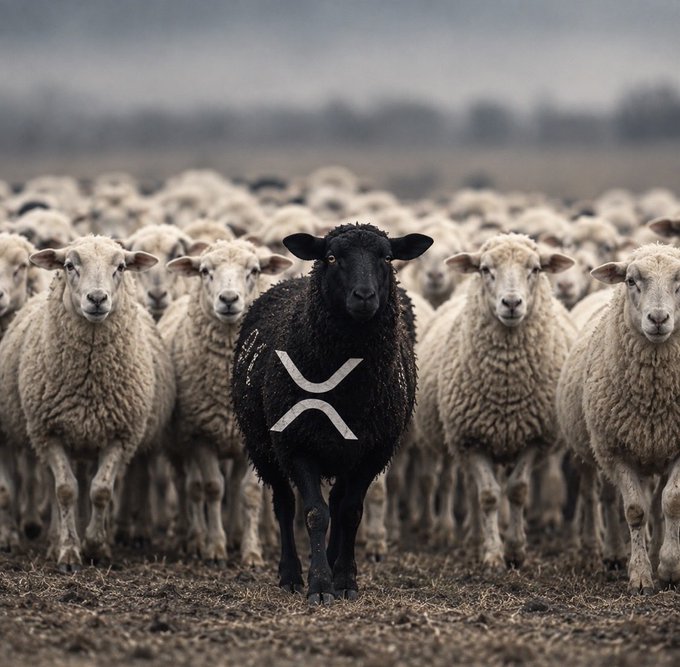 A flock of white sheep in a field with a single black sheep in the center featuring a white XRP (Ripple) logo on its side.