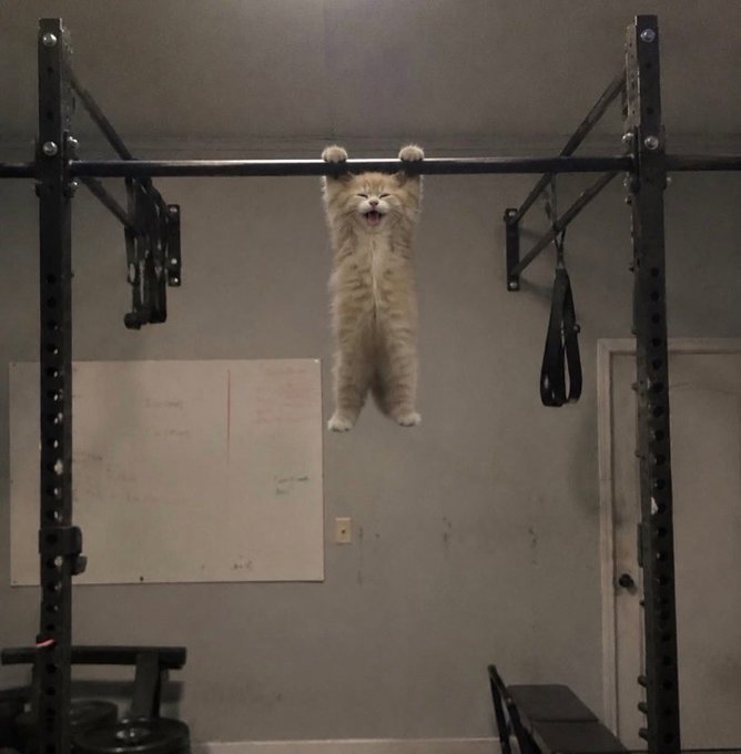 An orange tabby kitten hangs from a metal pull-up bar in what appears to be a gym, with a surprised expression.