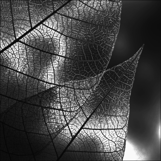 A high-contrast black and white macro photograph reveals the intricate vein structure of a translucent leaf.