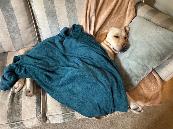 The image shows a dog lying down on a couch with its head resting on a blue blanket. The dog appears to be sleeping or taking a nap. A pillow can also be seen next to the dog, providing additional comfort while they rest.