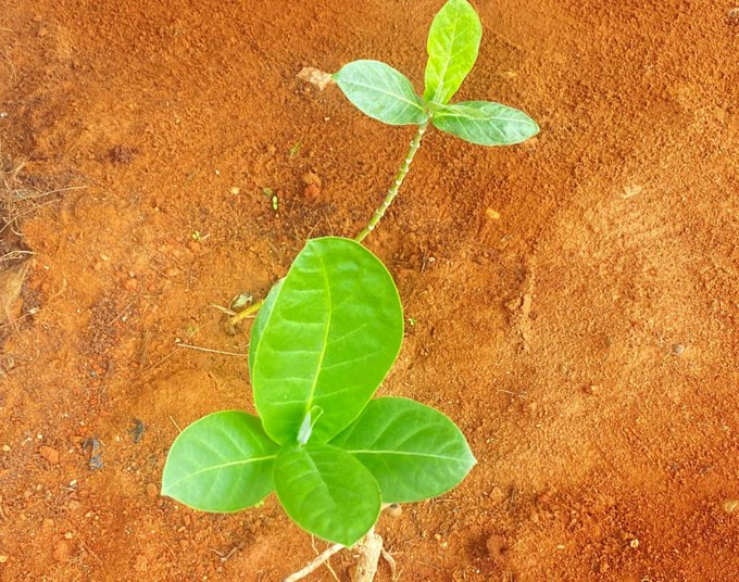A top-down photograph shows a small green seedling with several leaves sprouting from reddish-brown soil.