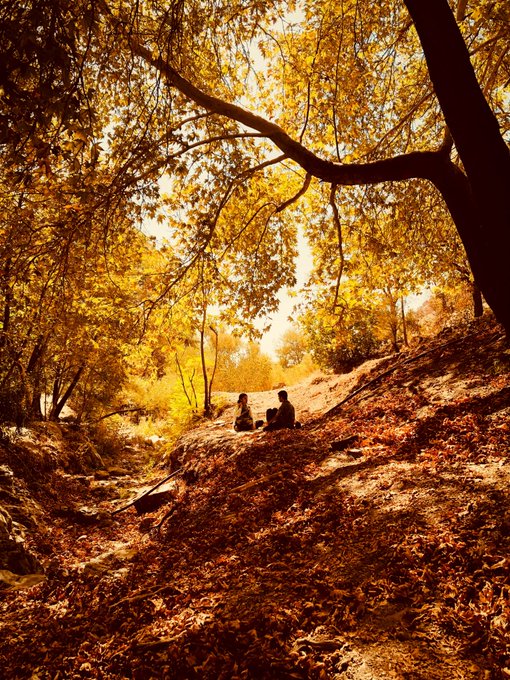 An autumn forest scene featuring two people sitting on a hillside among golden and orange leaves, with sunlight filtering through the trees.