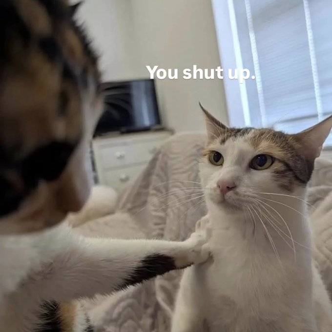 Two cats on a bed, with the white and orange cat staring back at the camera, captioned 'You shut up.'