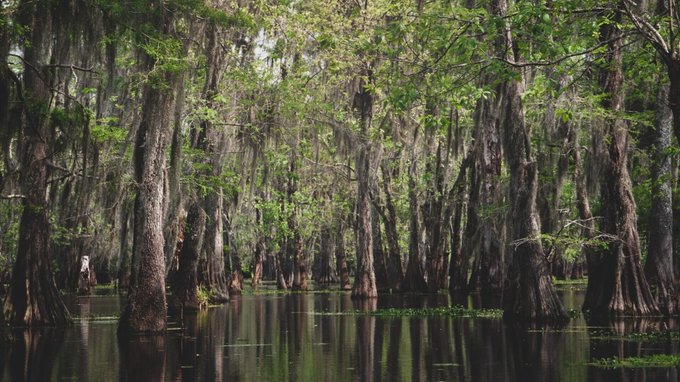 A serene swamp with tall cypress trees draped in Spanish moss, their reflections mirrored in the calm dark water.
