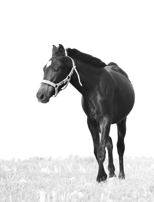 A black and white photograph of a dark-colored horse wearing a white halter, standing in a grassy field against a white sky.
