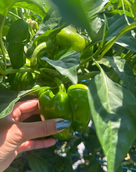 A hand with dark nail polish gently cradles a plump green bell pepper growing on a sunlit plant, evoking a tender moment of tending to something with care. The intimate, nurturing gesture in the garden resonates with the post's sentiment, as even simple moments like harvesting peppers become bittersweet reminders of a loved one.