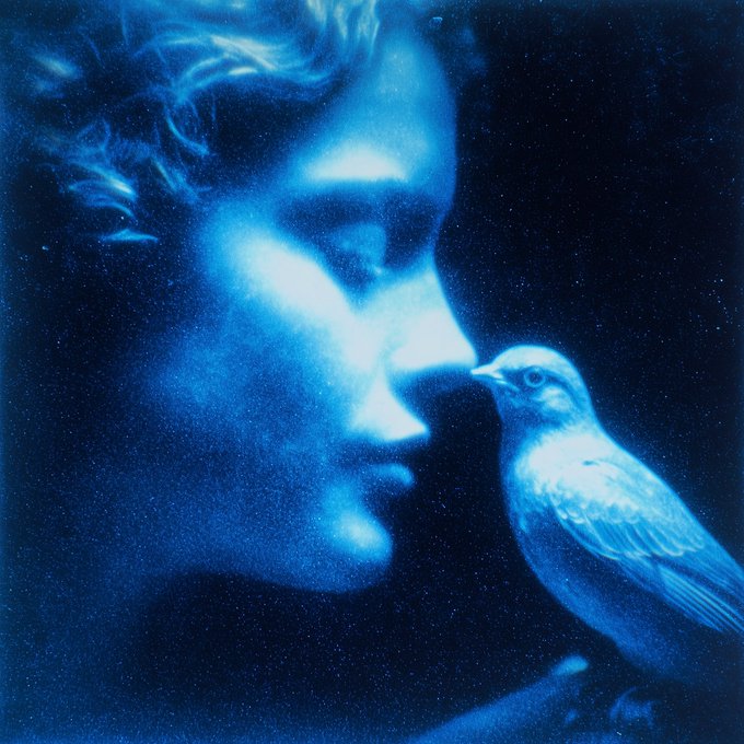 An artistic blue-tinted double exposure photograph showing the profile of a person's face overlapping with the image of a small white bird.