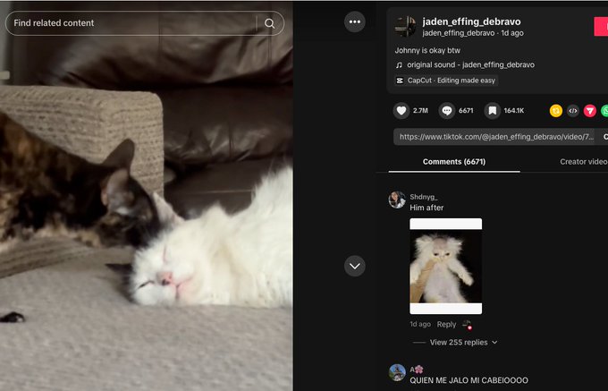 A TikTok video from user @jaden_effing_debravo shows a black cat biting a white cat's head with the caption "Johnny is okay btw," gaining 2.7M likes and 12M views within a day. The image includes comments, including one from @diviya_ showing a fluffy white cat meme with the caption "Him after," and another from @A reading "QUIEN ME JALO MI CABEI000O."