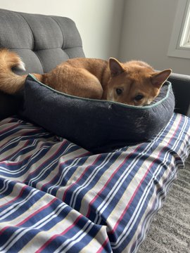 A Shiba Inu dog rests comfortably curled up inside a dark gray pet bed placed on a striped blanket on a couch.