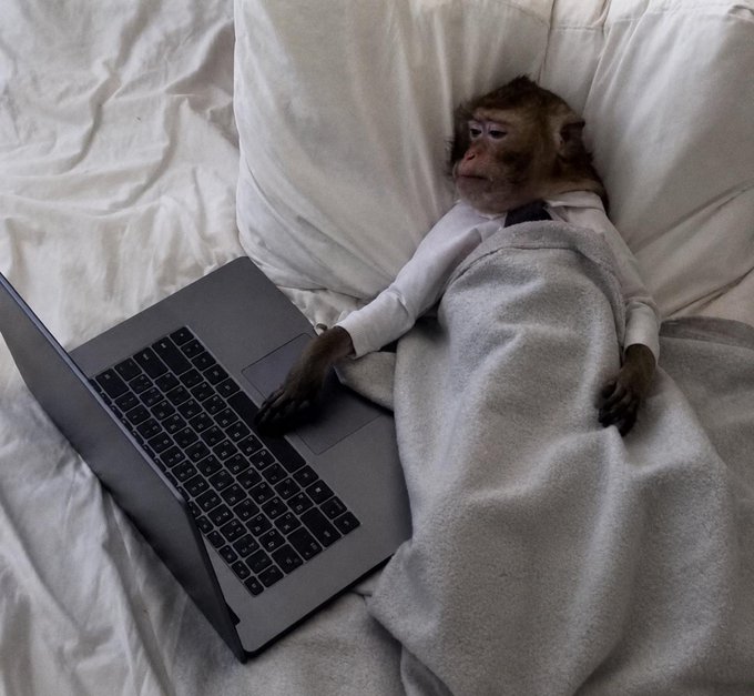 A small monkey wearing a white shirt lies in bed under a gray blanket, its furry hand resting on the trackpad of an open laptop, looking tired or bored.
