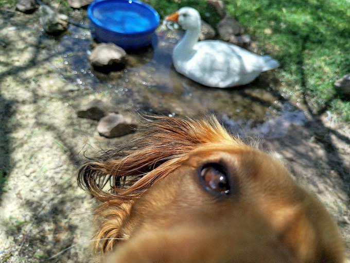 A close-up shot of a brown dog's face in the foreground, with a white goose resting near a blue water bowl in a shallow pond in the background.