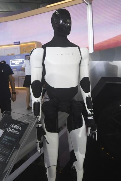 Tesla's Optimus humanoid robot, branded with the "TESLA" logo across its chest, is on display at an exhibition, as referenced in the post discussing the odds of the robot's release by year-end. A placard in the foreground reads "人形机器人 Optimus" (Humanoid Robot Optimus) in both Chinese and English, confirming the robot's identity.