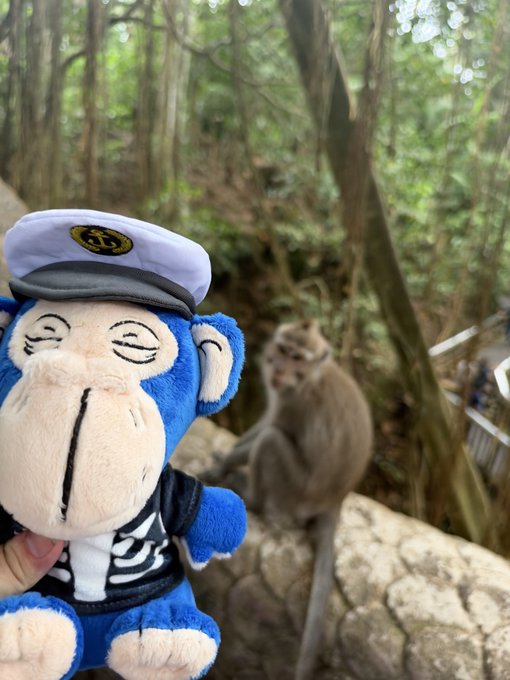 A blue-and-cream plush character wearing a white captain’s hat is held in the foreground, while a macaque sits blurred on a stone ledge in a wooded setting.